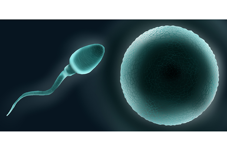 Meiosis produces sperm in the testes and eggs in the ovaries